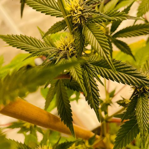 Tropical Thunder  growlog timeline photo