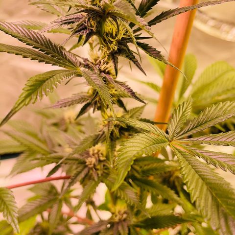 Tropical Thunder  growlog timeline photo