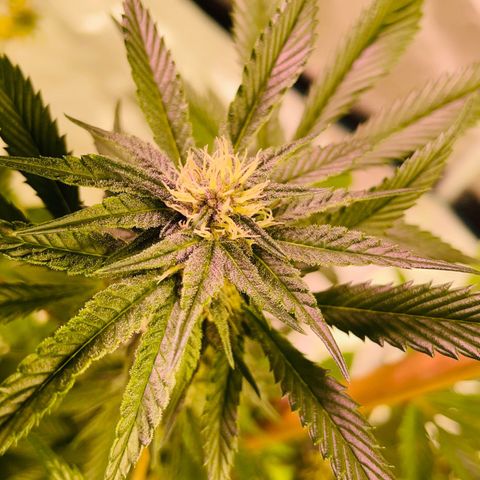 Tropical Thunder  growlog timeline photo