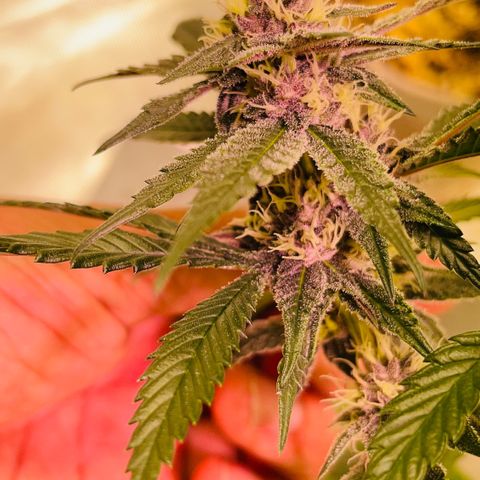 Tropical Thunder  growlog timeline photo