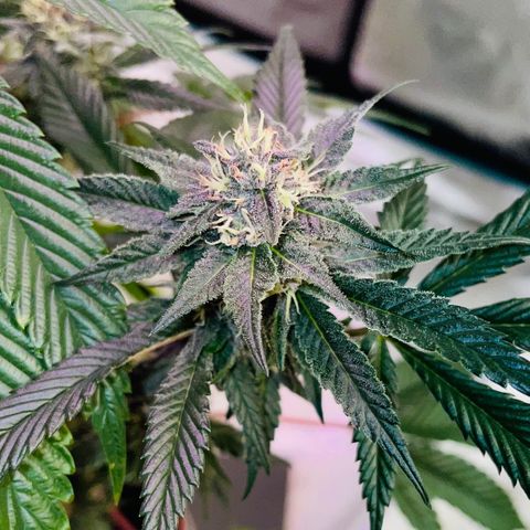 Tropical Thunder  growlog timeline photo