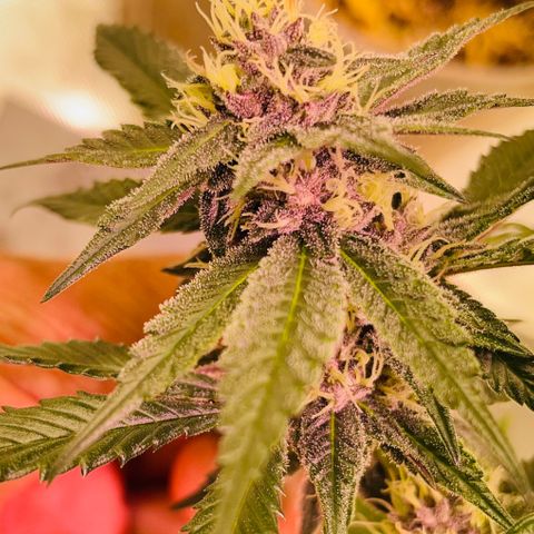 Tropical Thunder  growlog timeline photo