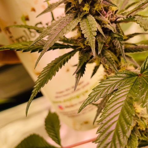 Tropical Thunder  growlog timeline photo