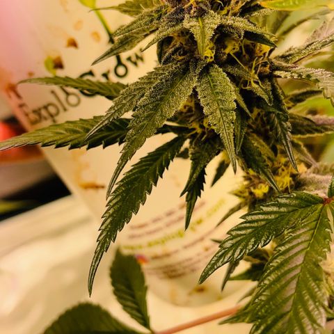 Tropical Thunder  growlog timeline photo
