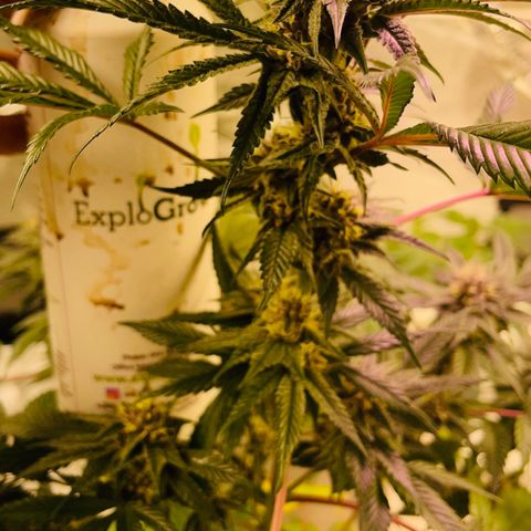 Tropical Thunder  growlog timeline photo