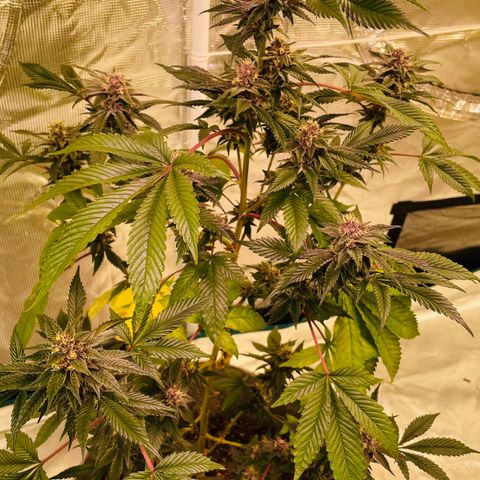 Tropical Thunder  growlog timeline photo