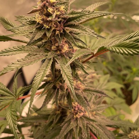 Tropical Thunder  growlog timeline photo