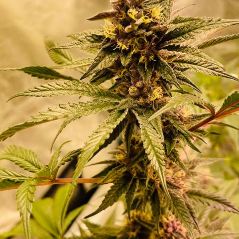 Tropical Thunder  growlog timeline photo