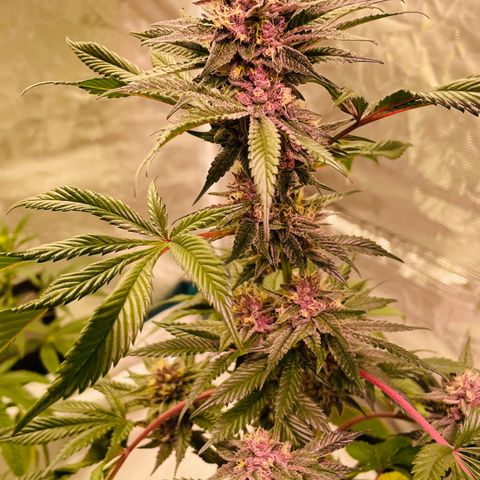 Tropical Thunder  growlog timeline photo