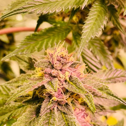Tropical Thunder  growlog timeline photo
