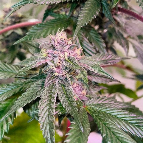 Tropical Thunder  growlog timeline photo