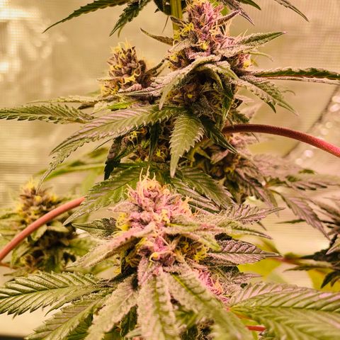 Tropical Thunder  growlog timeline photo