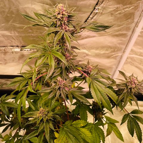Tropical Thunder  growlog timeline photo