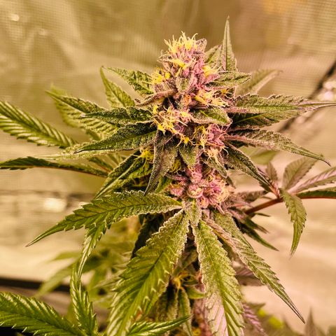 Tropical Thunder  growlog timeline photo