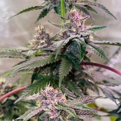 Tropical Thunder  growlog timeline photo