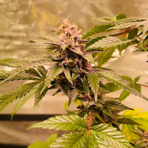Tropical Thunder  growlog timeline photo