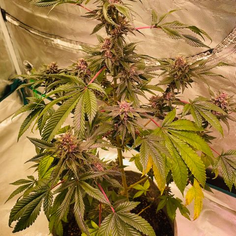 Tropical Thunder  growlog timeline photo
