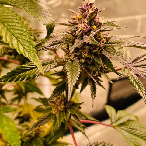 Tropical Thunder  growlog timeline photo