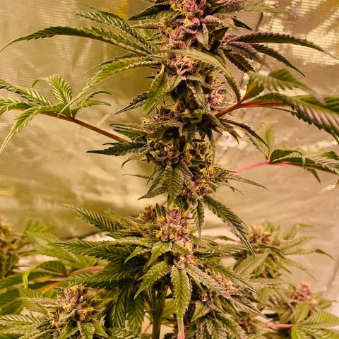 Tropical Thunder  growlog timeline photo