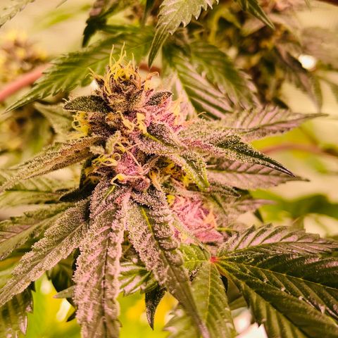 Tropical Thunder  growlog timeline photo