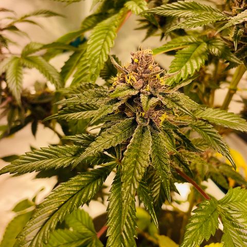 Tropical Thunder  growlog timeline photo