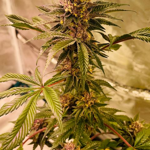 Tropical Thunder  growlog timeline photo