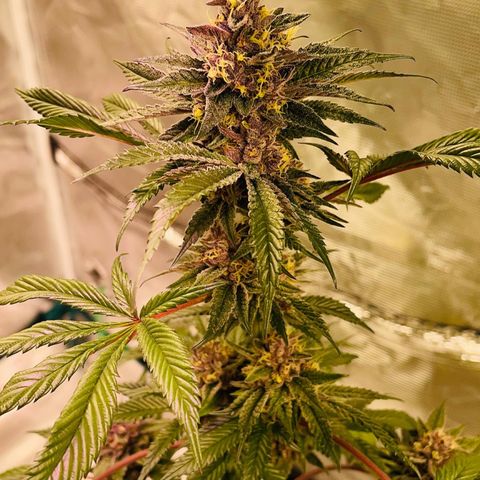 Tropical Thunder  growlog timeline photo