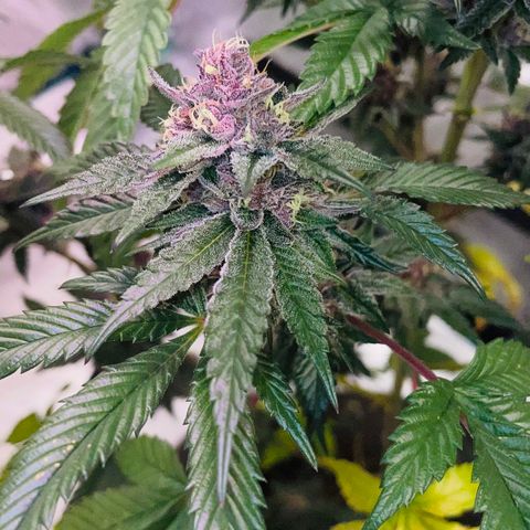 Tropical Thunder  growlog timeline photo