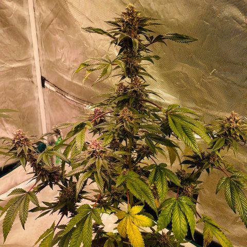 Tropical Thunder  growlog timeline photo