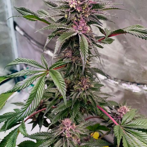 Tropical Thunder  growlog timeline photo