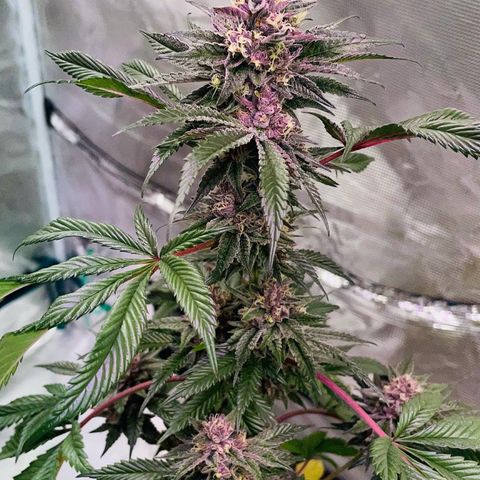 Tropical Thunder  growlog timeline photo