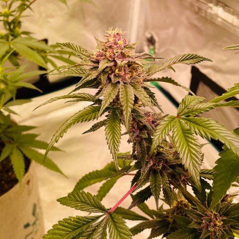 Tropical Thunder  growlog timeline photo