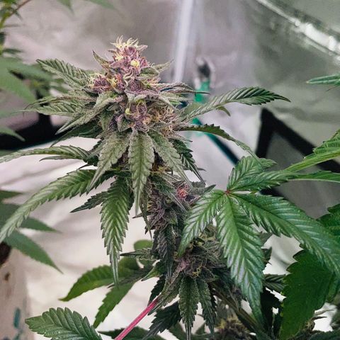 Tropical Thunder  growlog timeline photo