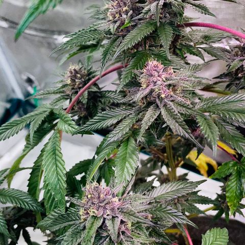 Tropical Thunder  growlog timeline photo