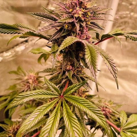 Tropical Thunder  growlog timeline photo