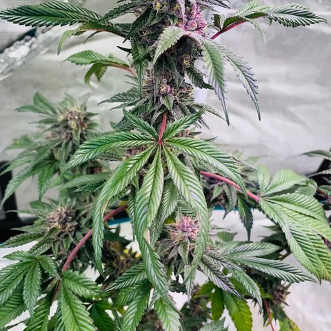 Tropical Thunder  growlog timeline photo