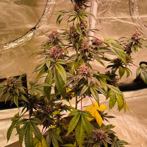 Tropical Thunder  growlog timeline photo
