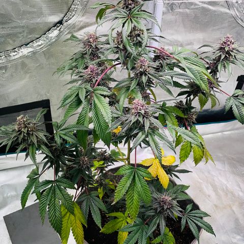 Tropical Thunder  growlog timeline photo