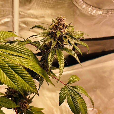 Tropical Thunder  growlog timeline photo