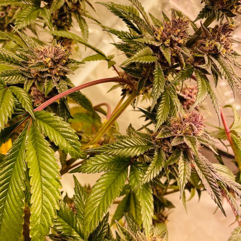 Tropical Thunder  growlog timeline photo