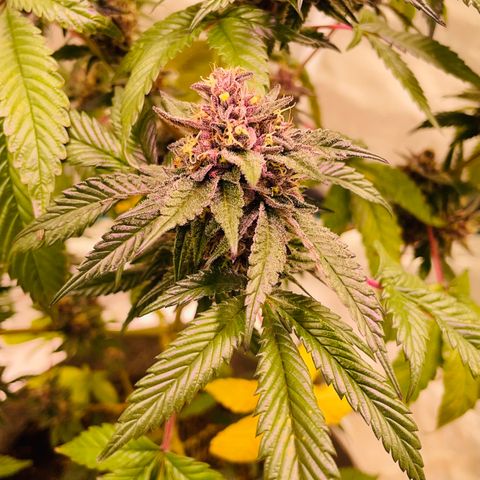 Tropical Thunder  growlog timeline photo