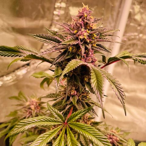 Tropical Thunder  growlog timeline photo