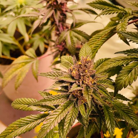 Tropical Thunder  growlog timeline photo
