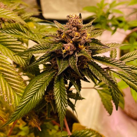 Tropical Thunder  growlog timeline photo