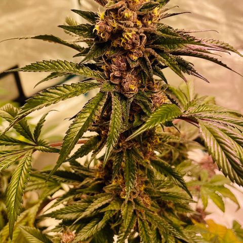 Tropical Thunder  growlog timeline photo