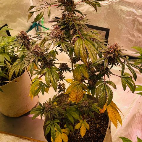 Tropical Thunder  growlog timeline photo