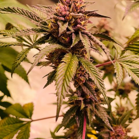 Tropical Thunder  growlog timeline photo