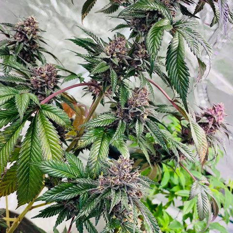 Tropical Thunder  growlog timeline photo