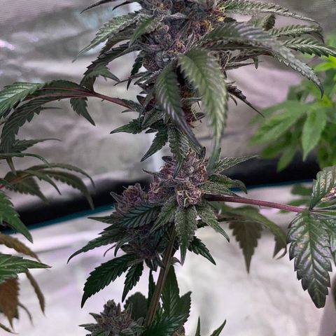 Tropical Thunder  growlog timeline photo