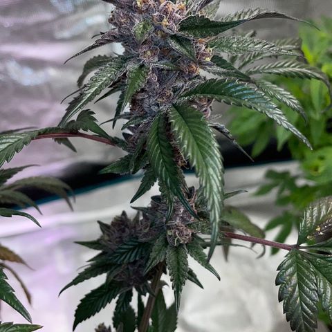 Tropical Thunder  growlog timeline photo